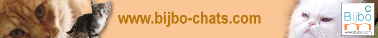 www.bijbo-chats.com [ Bijbo www.bijbo.com ]